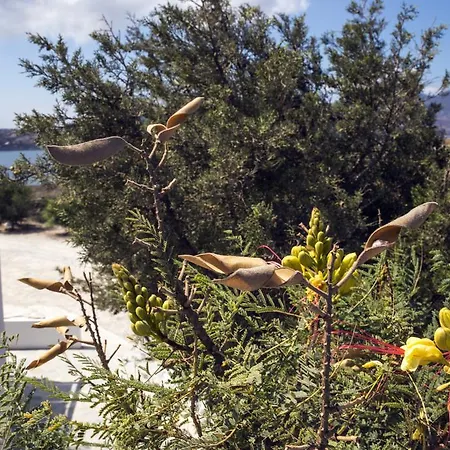 Margaritari Milos * Adamantas (Milos)